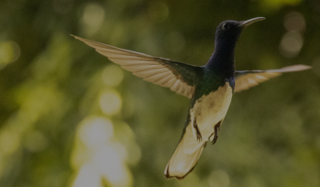 hummingbird_Full width