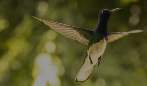 hummingbird_Full width